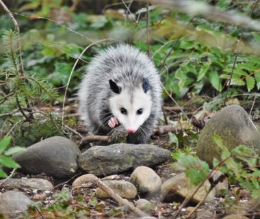 where do opossums sleep