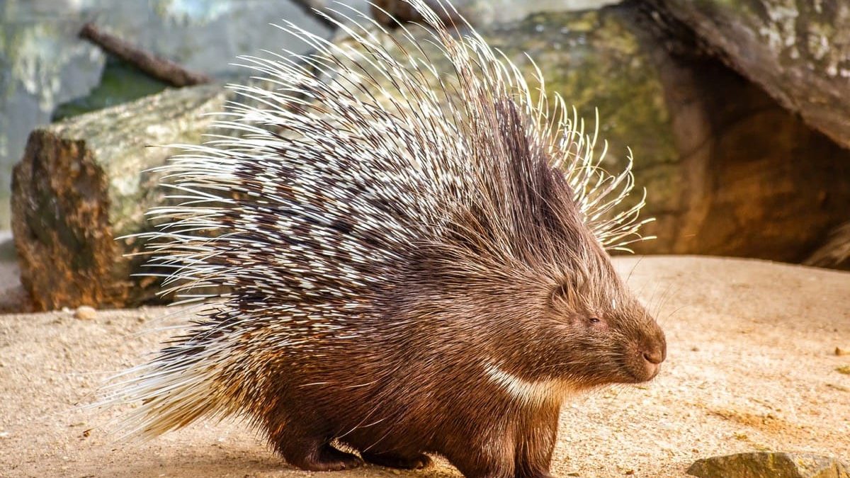 where do porcupines sleep