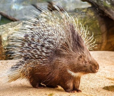 where do porcupines sleep