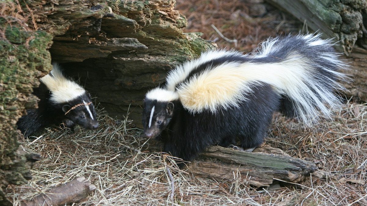 where do skunks sleep