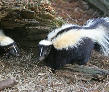 where do skunks sleep