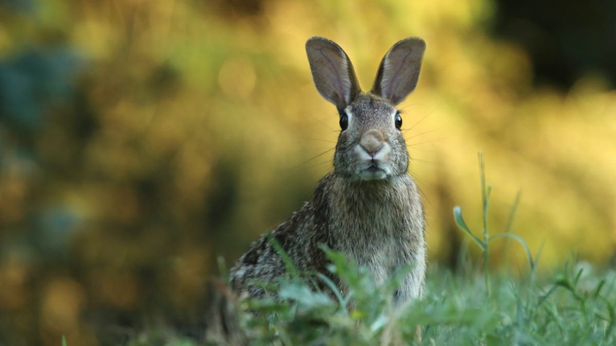 where do wild rabbits sleep