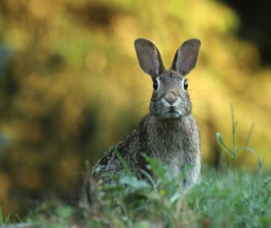 where do wild rabbits sleep