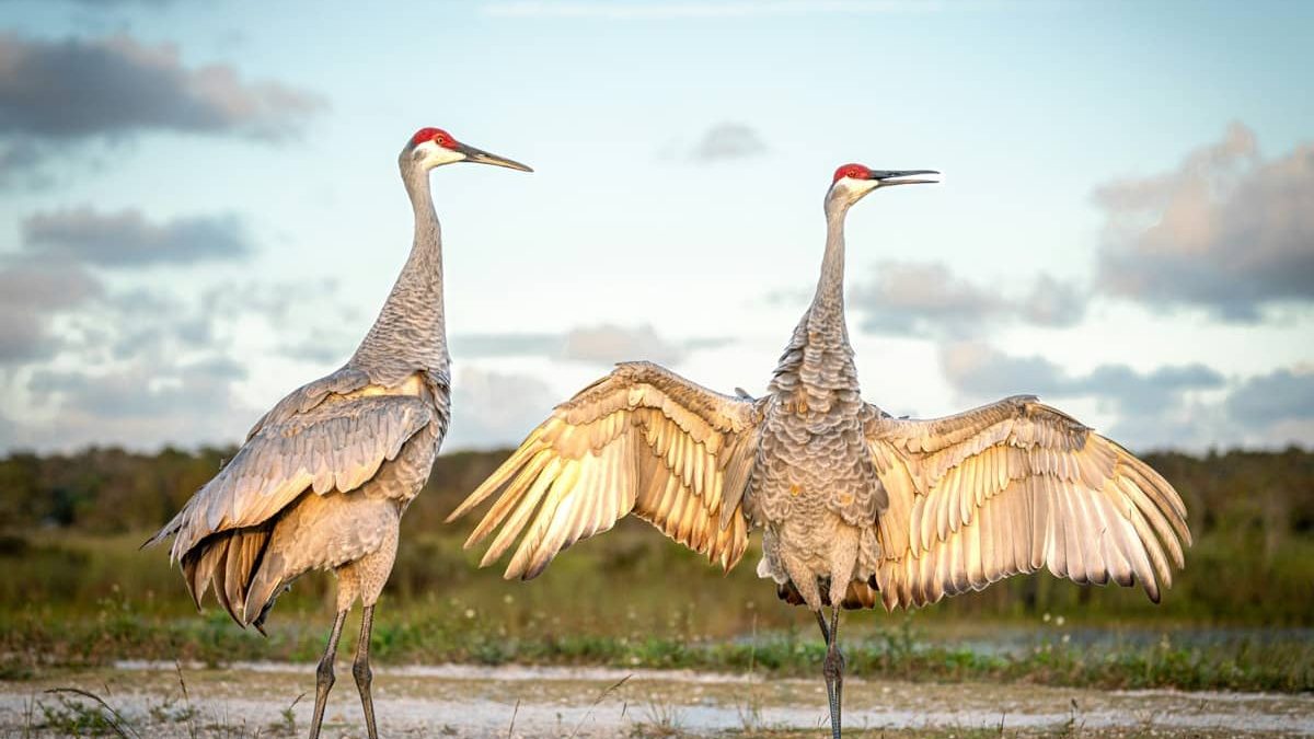 where do sandhill cranes sleep