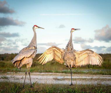 where do sandhill cranes sleep